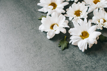 Obraz premium The branches of a blooming chrysanthemum lie on a gray background.Cut flowers. Vintage style. Copy space 