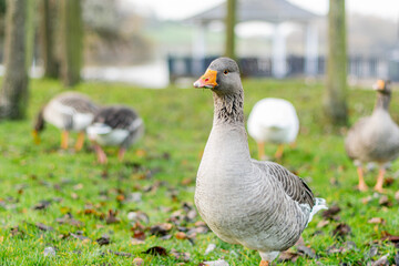 Closeup of beautiful greylag goose walking in the park with other geese behind. Brown patterned big bird looking for food, the largest and bulkiest of the wild geese native to the UK and Europe