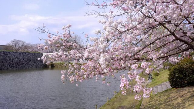 Cherry blossom flowers over lake swaying in wind
