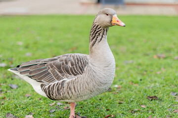 Closeup of beautiful greylag goose walking in the park with other geese behind. Brown patterned big bird looking for food, the largest and bulkiest of the wild geese native to the UK and Europe
