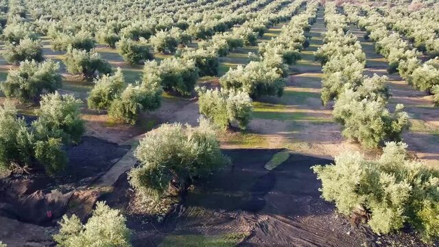 El proceso de la recogida de la aceituna