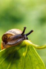 Snail closeup portrait. Little snail in shell crawling on green leaf in garden. Inspirational natural spring or summer background. Life of insect. Macro, close up