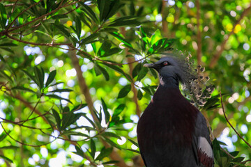 Crested Pigeon 