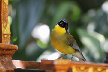 Yellow Throated Bird 