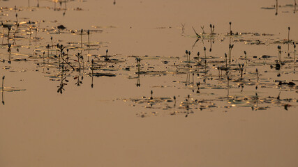 flock of birds on the ground