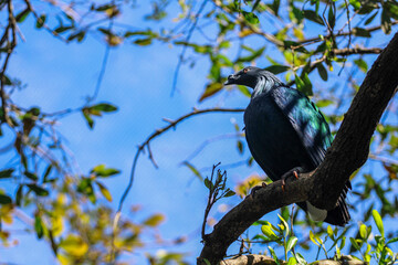 Nicobar Pigeon in a tree