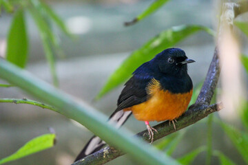 Bird on a Branch 