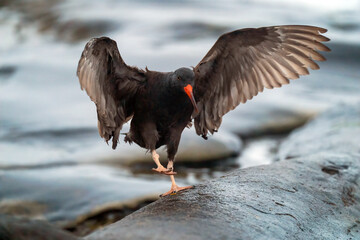 Oystercatcher, La Jolla, California