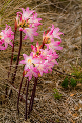 Amaryllis belladonna ist eine Pflanzenart, die in der Kap-Provinz in Südafrika und auf den Kanarischen Inseln, Azoren und Madeiro beheimatet ist. © schoppino