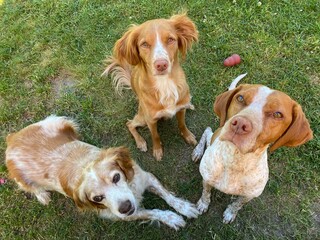 two dogs playing