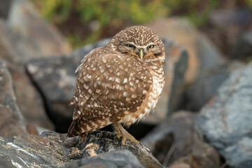 Burrowing Owl 