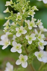 カシワバアジサイ