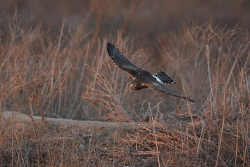 Northern harrier. San Diego, California
