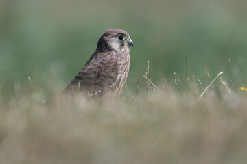 Common kestrel (Falco tinnunculus) in De Biesbosch National Park.