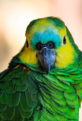 Portrait of a Green Parrot Bird 