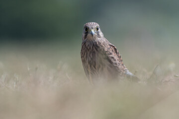 Common kestrel (Falco tinnunculus) in De Biesbosch National Park.