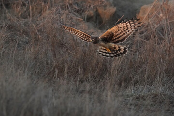 Fototapeta premium Northern harrier. San Diego, California