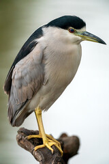 Black-crowned Night Heron