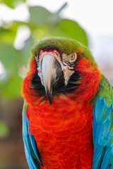 Portrait of a macaw bird / parrot 