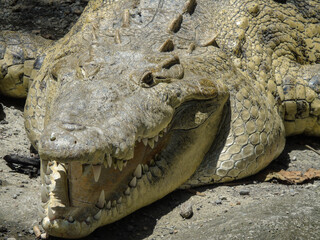 Cocodrilo mostrando los dientes