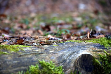 Surface level view of the autumn undergrowth, with an old trunk in the foreground