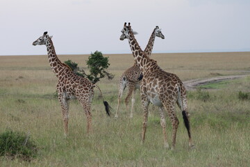 Giraffen