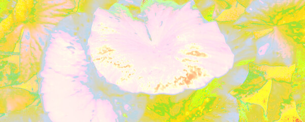 White Plant Graffiti. Pastel Flower Template. Orange Pastel Art Paper. Bright Stylish Poster. Pink Spring Backdrop. Blue Amazing Wallpaper. Bright Abstract Graffiti. - 416784916