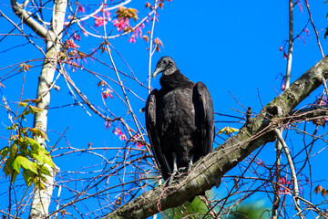 Scenic black turkey vulture with pink flowers in a tree