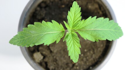 top view of a pot with a cannabis seedling in the growth phase of the first leaves, marijuana seedlings in a container on a white surface close-up, hemp sprout sprouting from seeds