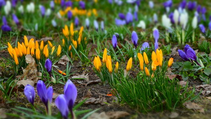 Yellow and purple and white blooming crocuses on glade. Bright spring background.