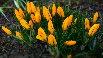 Yellow crocus flowers. Beautiful spring photography.