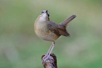 little bird acting with lovely stances by looking up sky while perching on wooden stick