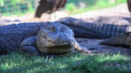 Alligator walking through the grass