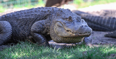 Alligator walking through the grass
