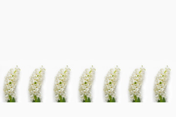 White Hyacinthus orientalis. Banner Concept hello spring copy space