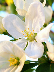 White flowers of an apple tree close-up. Petals, pistils, stamens. Blooming fruit tree in spring. Vertical gentle illustration about the beginning of summer and warm season. Macro
