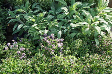 Gartenkräuter