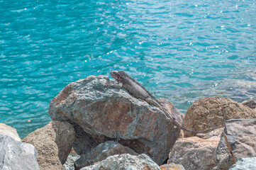 Iguana sunning itself on a rock at the shore.