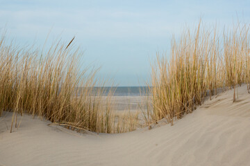 View on beach and sea between withered Marram grass growing on a dune top in winter
