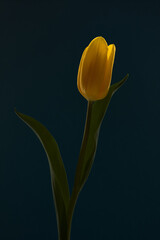 Low key close up of yellow tulip at dark background