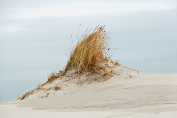 Dune forming: small dune grown with Marram grass on a windy beach under a grey-blue and cloudy sky