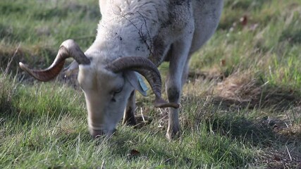 Sheep eating grass with background nature sound