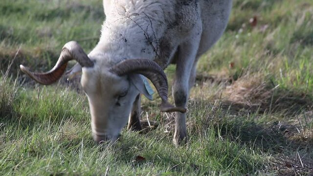 Sheep eating grass with background nature sound