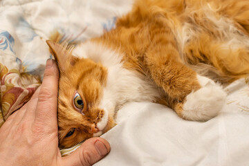the hand of a person who is stroking the contented, pretty face of a cat, which, enjoying the caresses, lies on the blanket of the bed