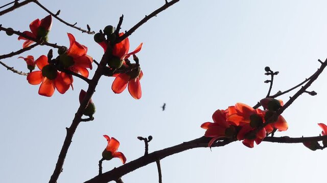 Beautiful fire-red gorgeous flowers blooming on the branches of Shimul or Red silk-cotton tree. Red flowers tree view in on against sun. 4k video. 