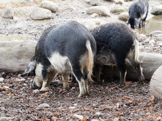 (Sus scrofa domesticus) Mangalica-Schwein oder Schwalbenbäuchiges Wollschwein