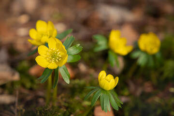 Closeup  of winter aconites (Eranthis) growing on natural forest floor.