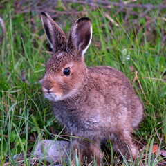 Obraz premium Young hare. (Lepus timidus)