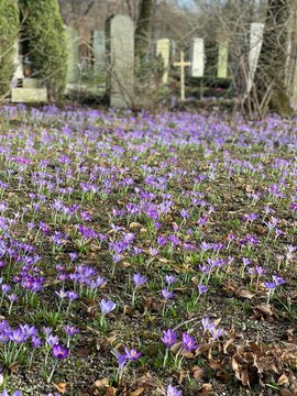 spring in the park
