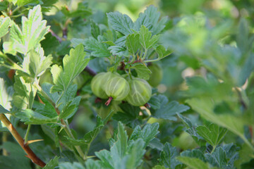 green gooseberries on a bush in the summer garden
